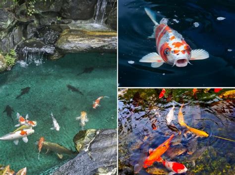 15 Popular Types of Koi Fish (Variety, Care, & Classification Guide).
